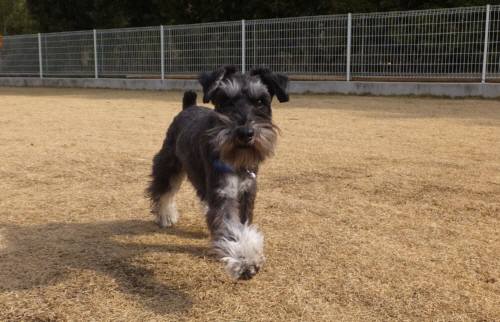 2015_01211-20ケルン