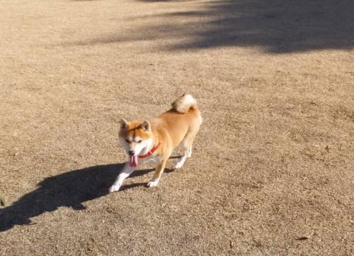 2015_01031-2あいちゃん