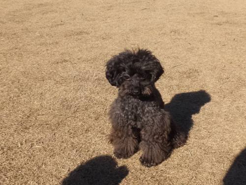 2015_01131-12カイト