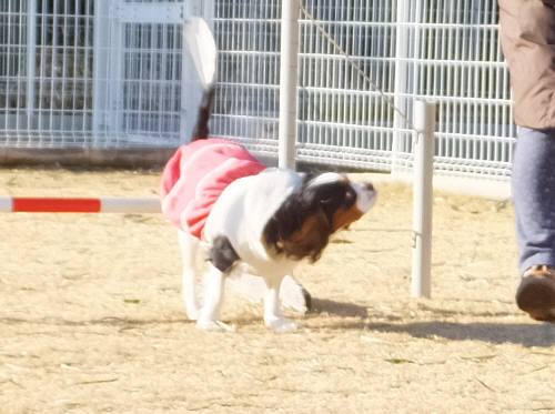 2015_01191-18あられ２