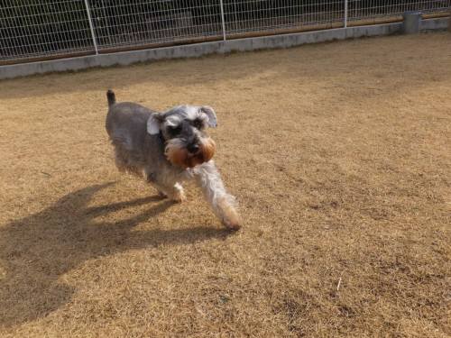 2015_01211-20シュート