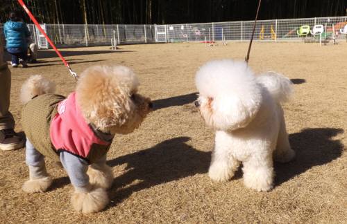 2015_01121-11アムりく