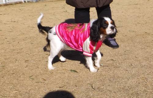 2015_010212-24あられ