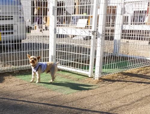 2015_01121-11しんじ君