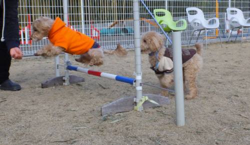 2015_01171-16モコソラ