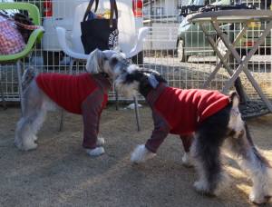 2015_01181-17シュナ７