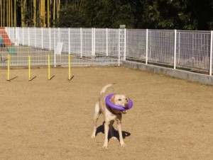 2015_01091-8なっつ前