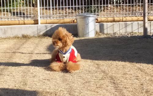 2015_01131-12ハルト