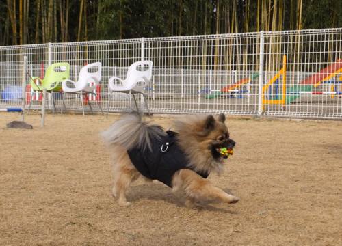 2015_01211-20ぽんちゃん