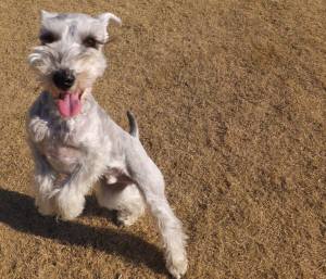 2015_01041-3銀の介