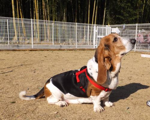 2015_01051-4マロンちゃん