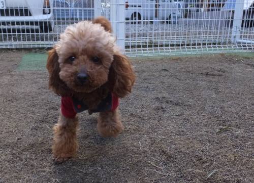 2015_01311-26ごおちゃん