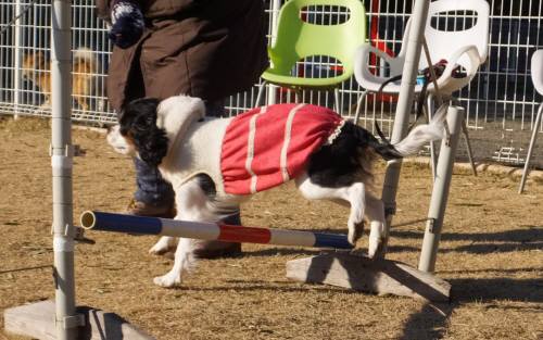 2015_01191-18あられジャンプ