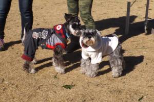 2015_01181-17シュナ６