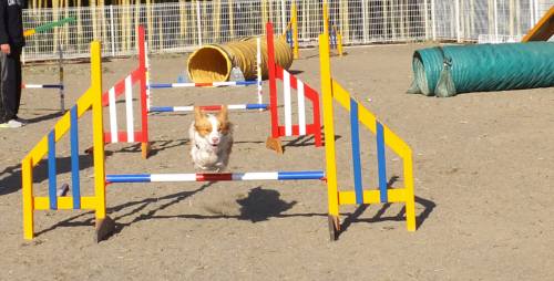 2015_01051-4シェリージャンプ