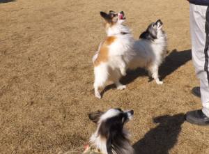 2015_01201-19パピ３