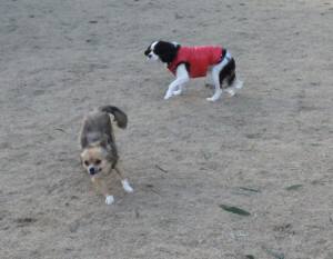 2015_01121-11リンドウアラレ