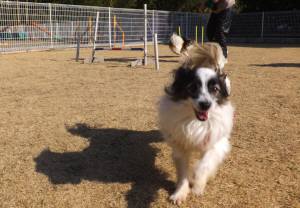 2015_01201-19パピ１