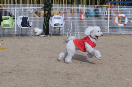 2015_01121-11らんらん