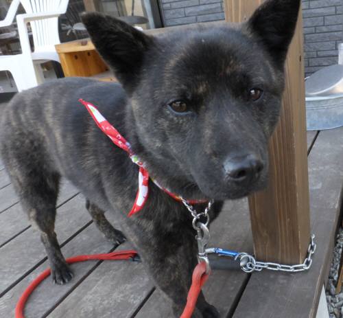 2015_01191-18さくら