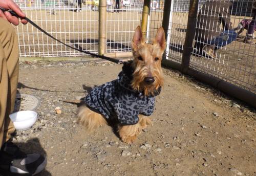 2015_01121-11パーチェ