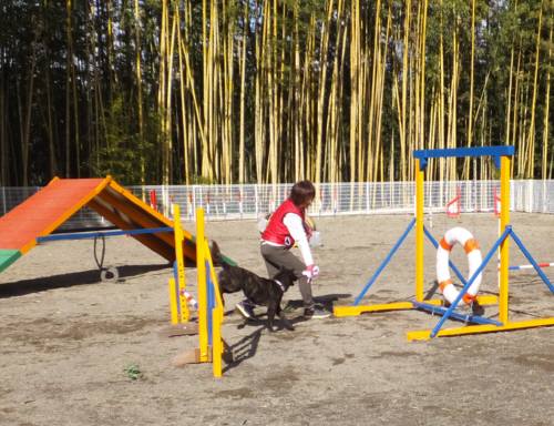 2015_01311-26さくら