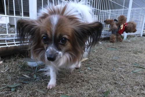 2015_01311-26くうちゃん