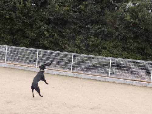 2015_01061-6ディスクはる