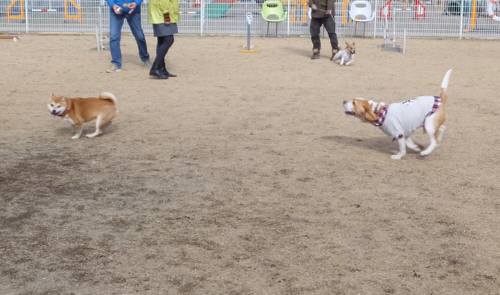 2015_01101-9愛むさし