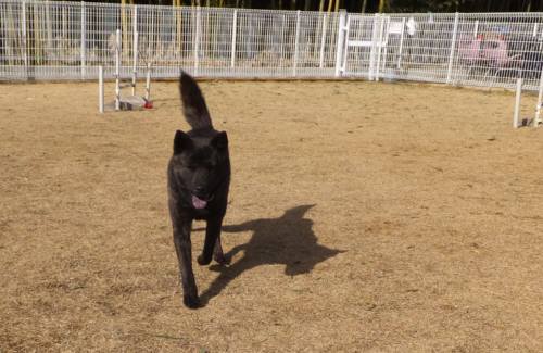 2015_01171-16さくら