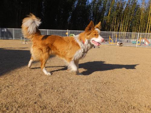 2015_01201-19シェリー