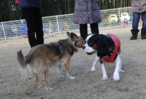 2015_01121-11りんどうあられ