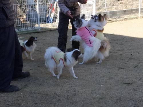 2015_01121-11ラッピー家