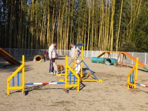 2015_01201-19しつけ