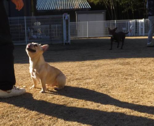 2015_01181-17サキサラ