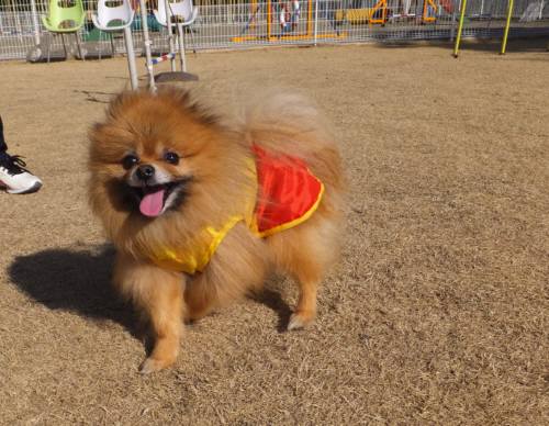 2015_02232-21ポンタ