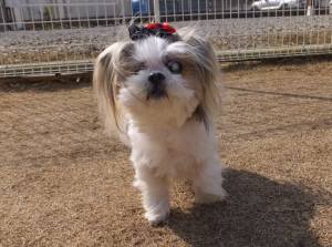 2015_02222-20らんちゃん