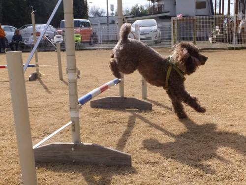 2015_02072-6スティッチ