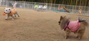 2015_02252-23ぽんもも