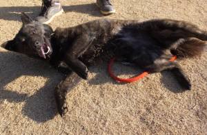 2015_02282-27さくら