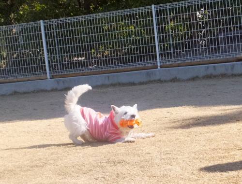 2015_02042-4もも１