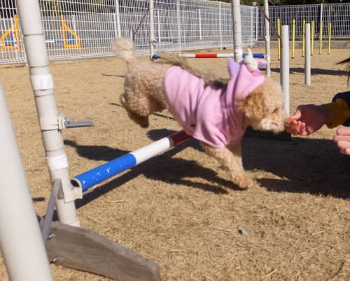 2015_02102-9リッツジャンプ