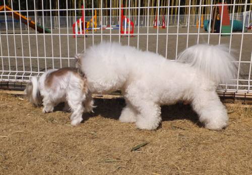 2015_02212-19ランアムル