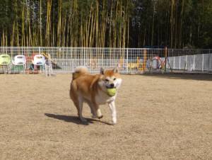 2015_02282-27あいちゃん