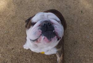 2015_02072-6ジュリ