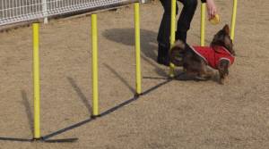 2015_02222-20モカちゃんスルー