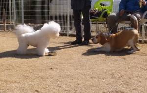 2015_02212-19アムムサシ