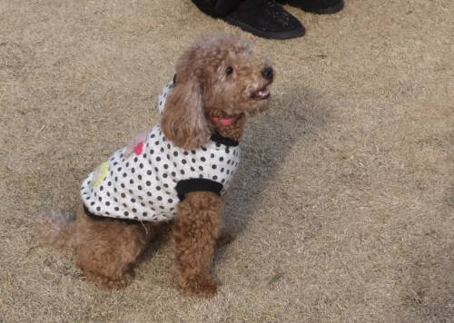 2015_02222-20ももちゃん