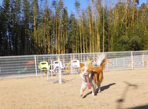 2015_02032-3シェリー２