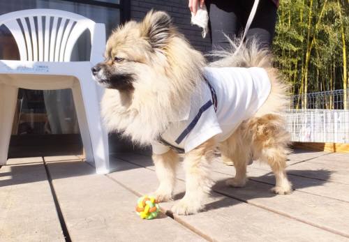 2015_02042-4ぽんきち２